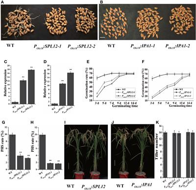 Seed-Specific Overexpression of SPL12 and IPA1 Improves Seed Dormancy and Grain Size in Rice
